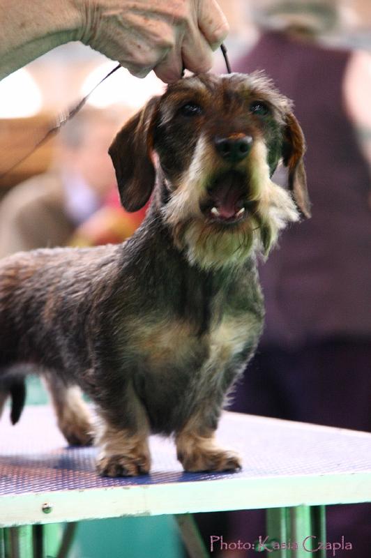 Crufts2011_2 1447.jpg